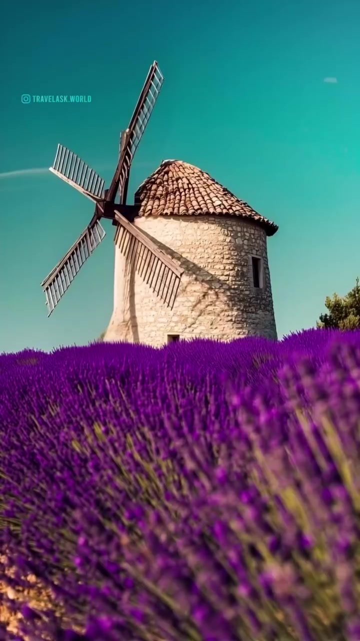 Discover the Beauty of Lavender Fields: A Travel Destination