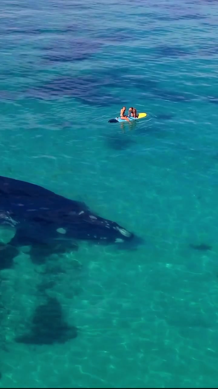 Paddleboarding Encounter with Whale