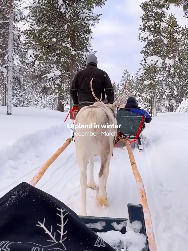 Lapland Winter Adventure: Reindeer Sledding