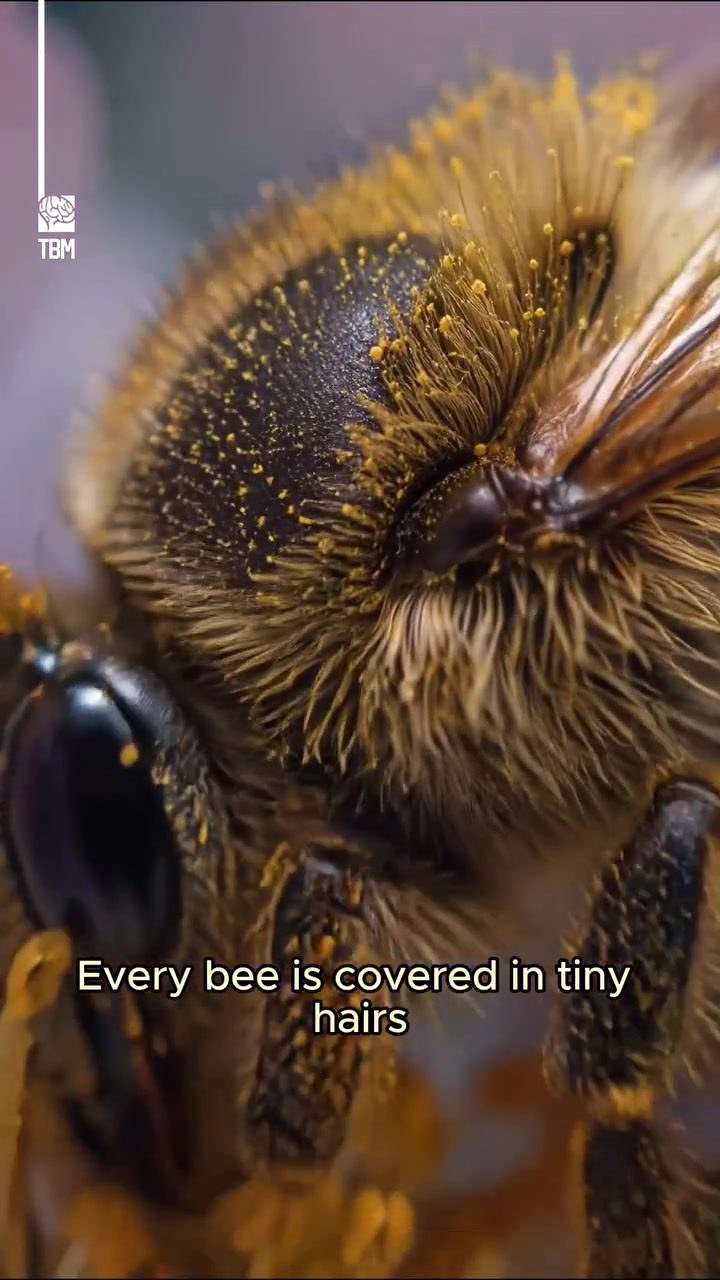 The Role of Bee Hair in Pollination and Food Collection