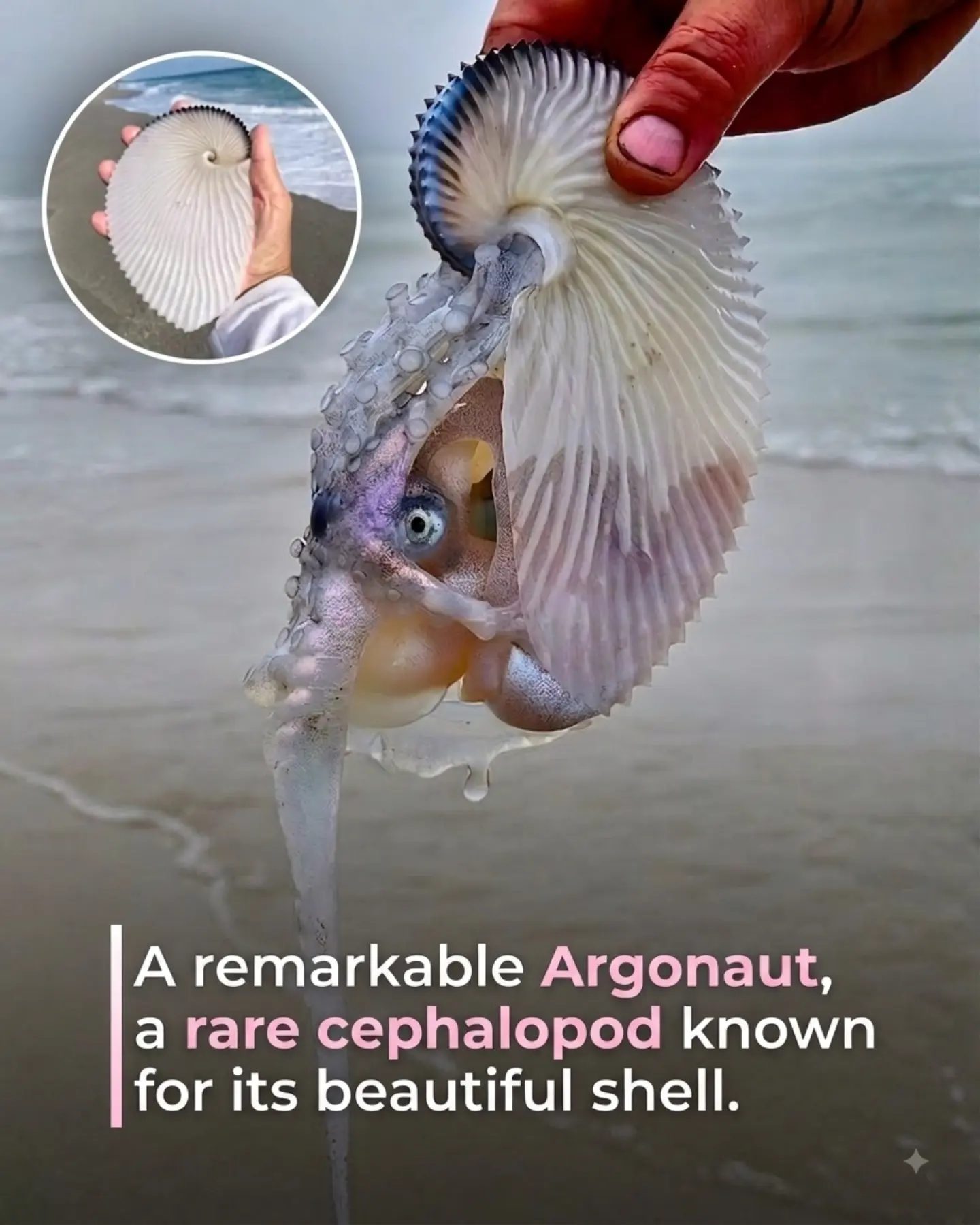 The Argonaut's Intricate Shell: A Marine Marvel