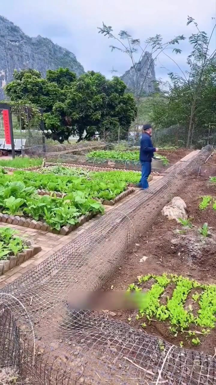 Farmer's Genius Chicken Tunnel Revolutionizes Garden Design