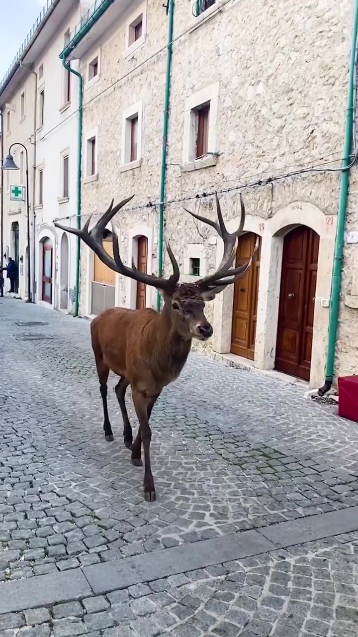 Stag Wanders Through European Town