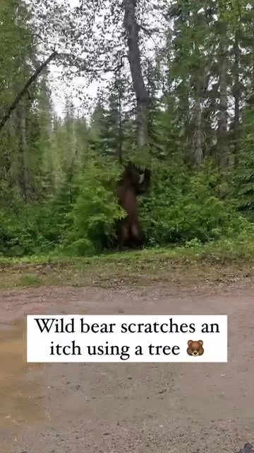 Bear's Natural Itch Relief: Scratching in the Forest