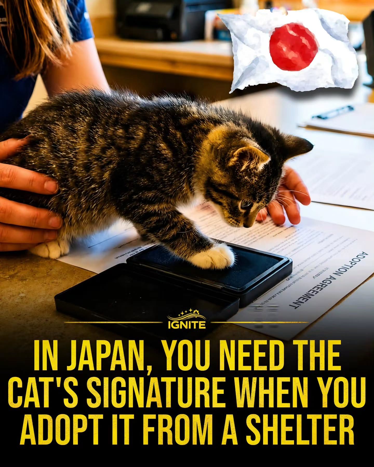Humor in Japan's Cat Adoption Process