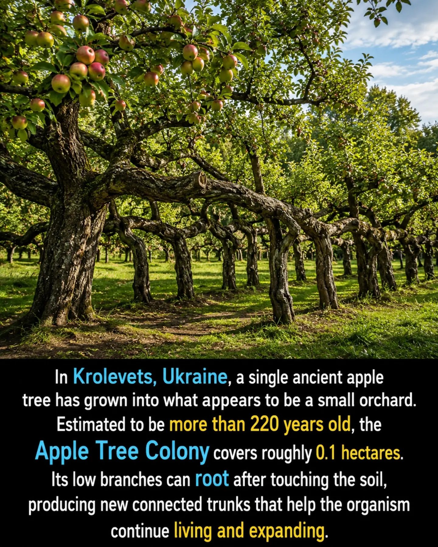 Explore the Ancient Apple Tree Colony in Krolevets, Ukraine