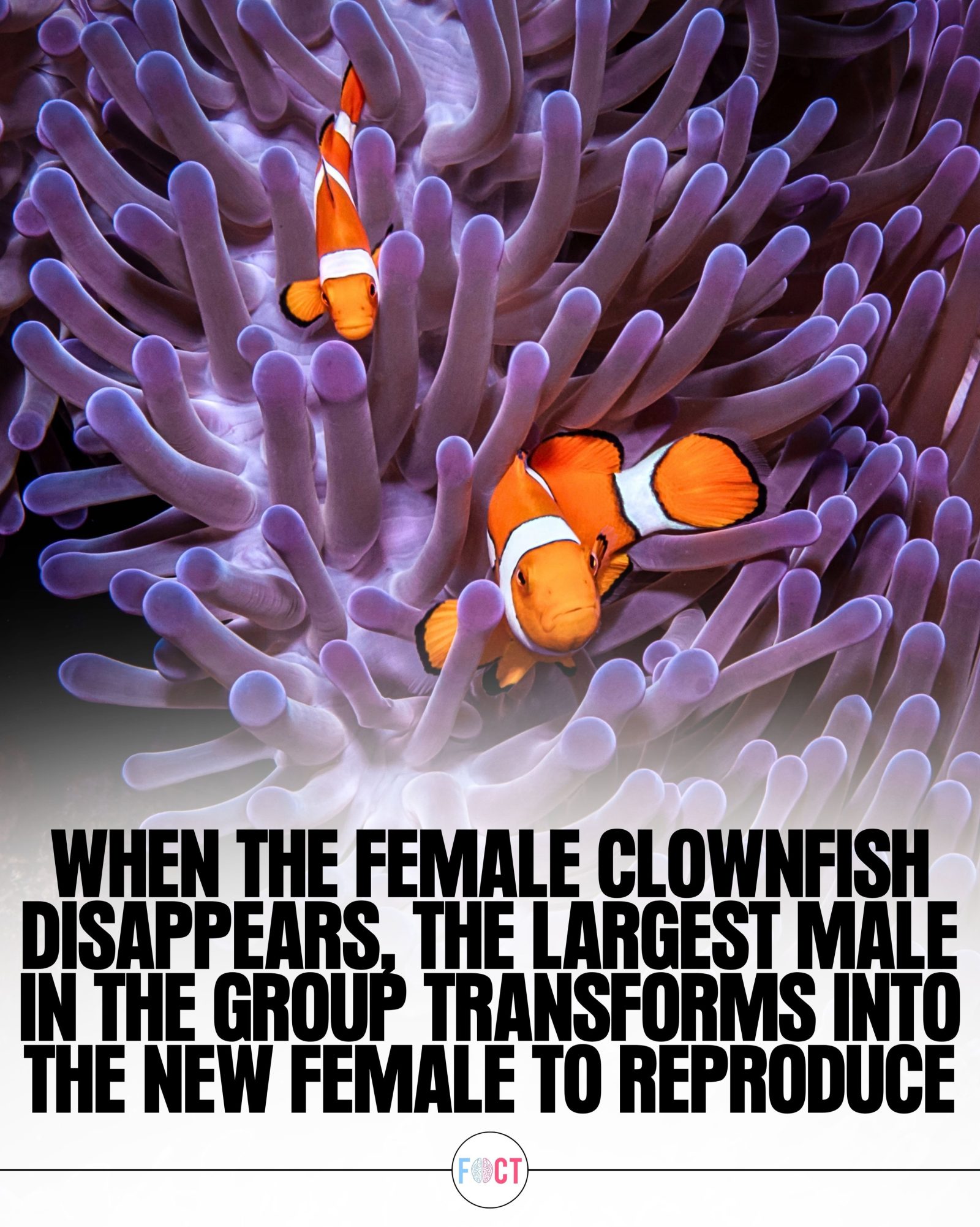 Clownfish Gender Switch: How They Maintain Reproduction