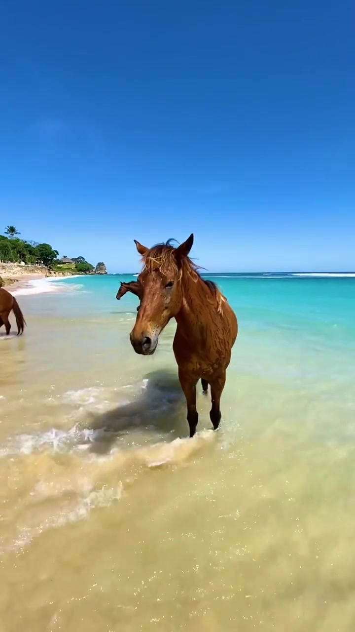 Horses Enjoying a Beach Day in Turquoise Water