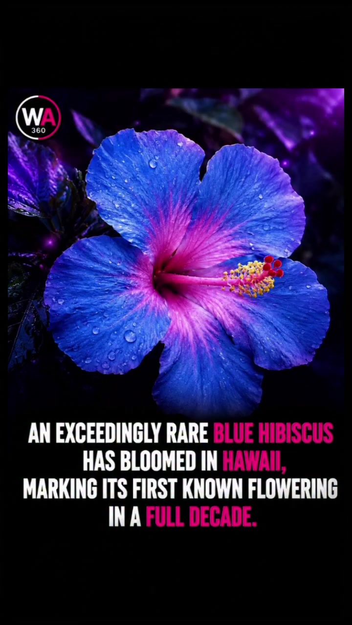 Rare Blue Hibiscus Blooms in Hawaii After a Decade