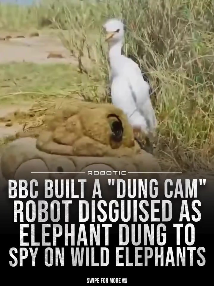 BBC's Elephant Dung Spy Cam: Filming Wildlife Unnoticed