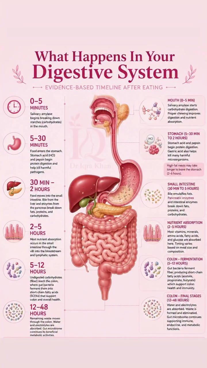 Digestive System Journey: Key Stages of Food Breakdown