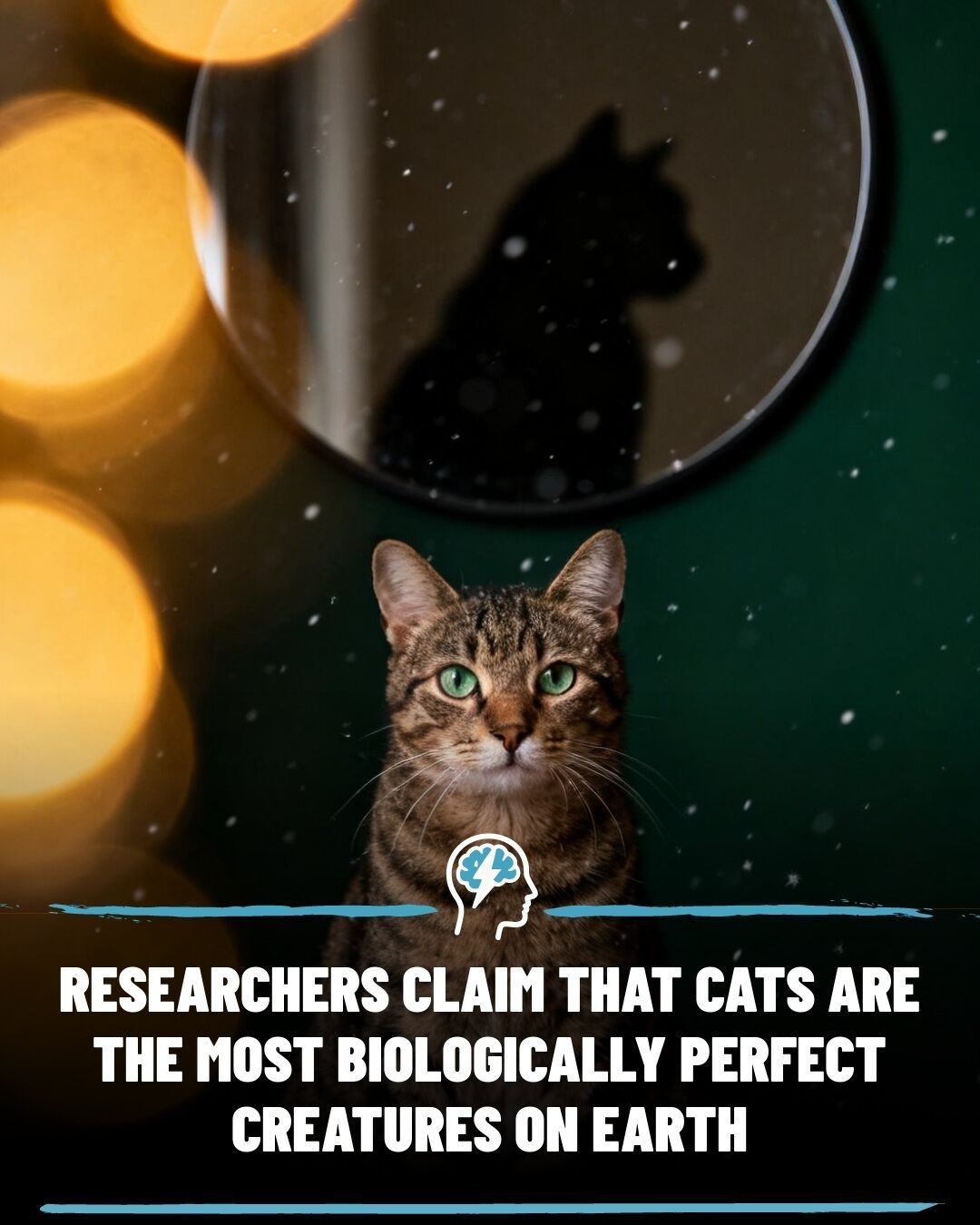 Why Cats Are The Most Biologically Perfect Animals