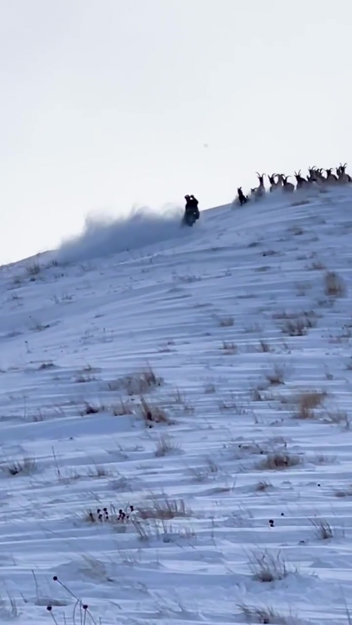 Snowboarding Down a Hill with Goats