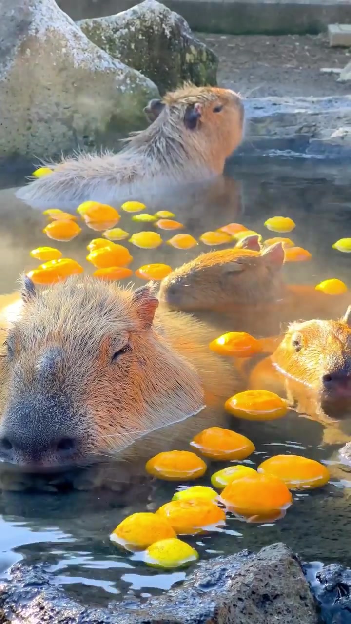 Capybaras Enjoying Oranges in Japan