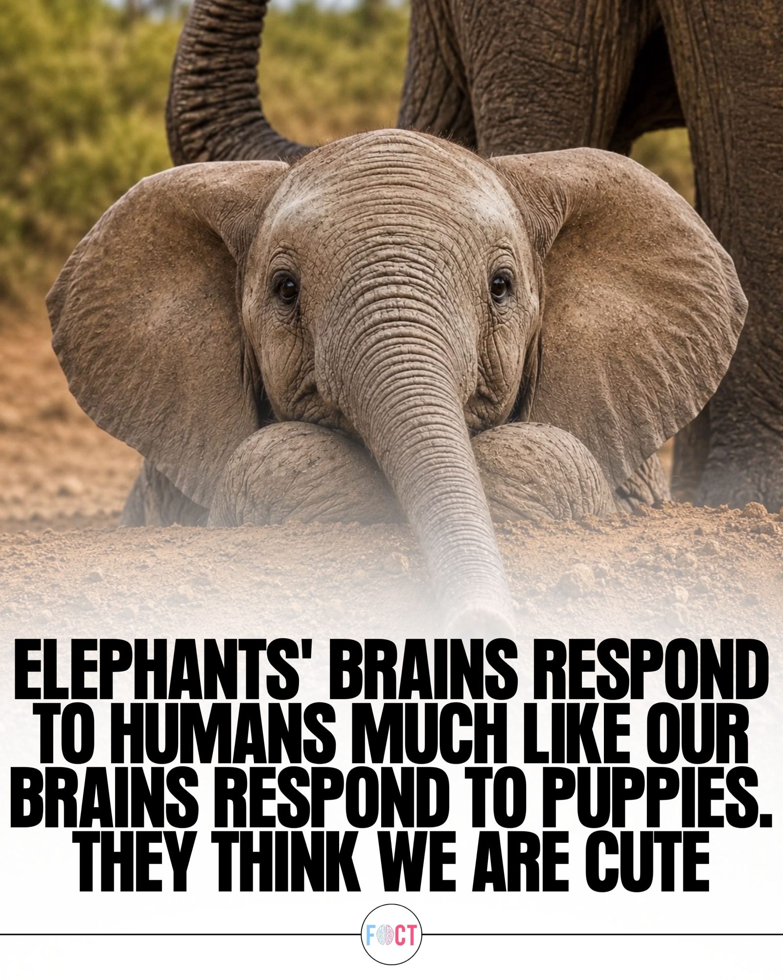 Elephants' Surprising Positive Response to Humans