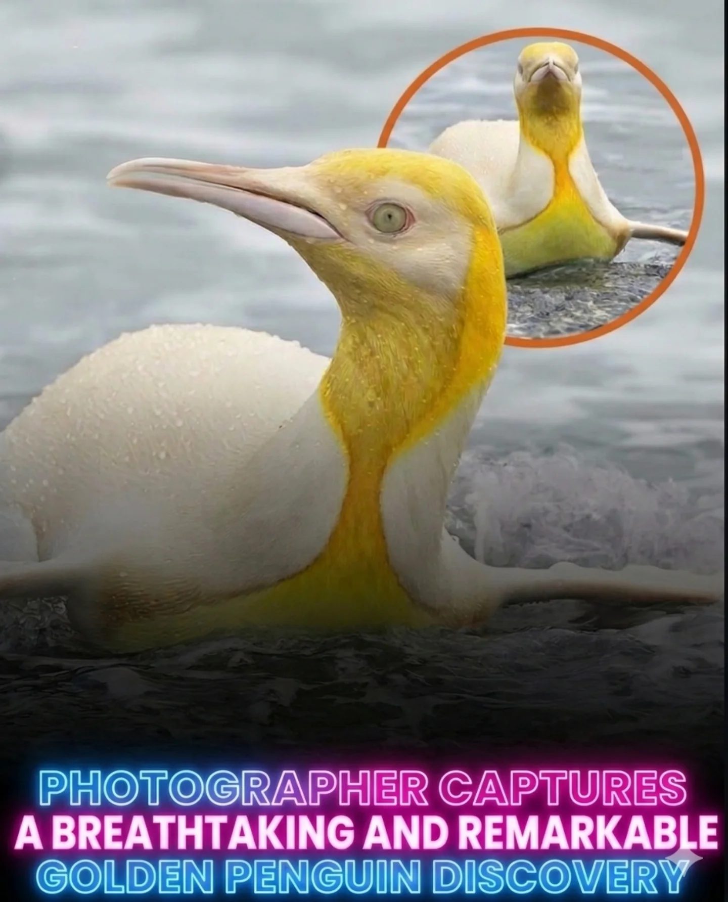Stunning Golden Penguin Captured in Rare Wildlife Find