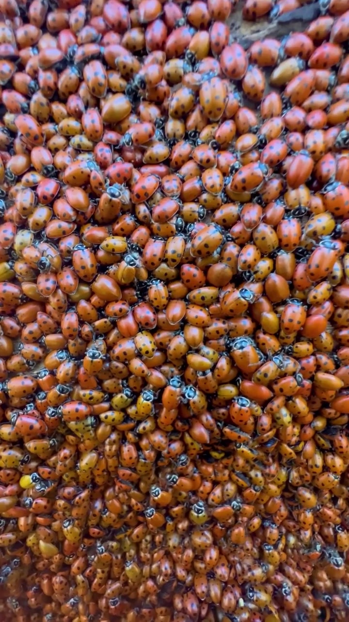 Durian Fruit Harvest: Close-Up of Ripe Clusters