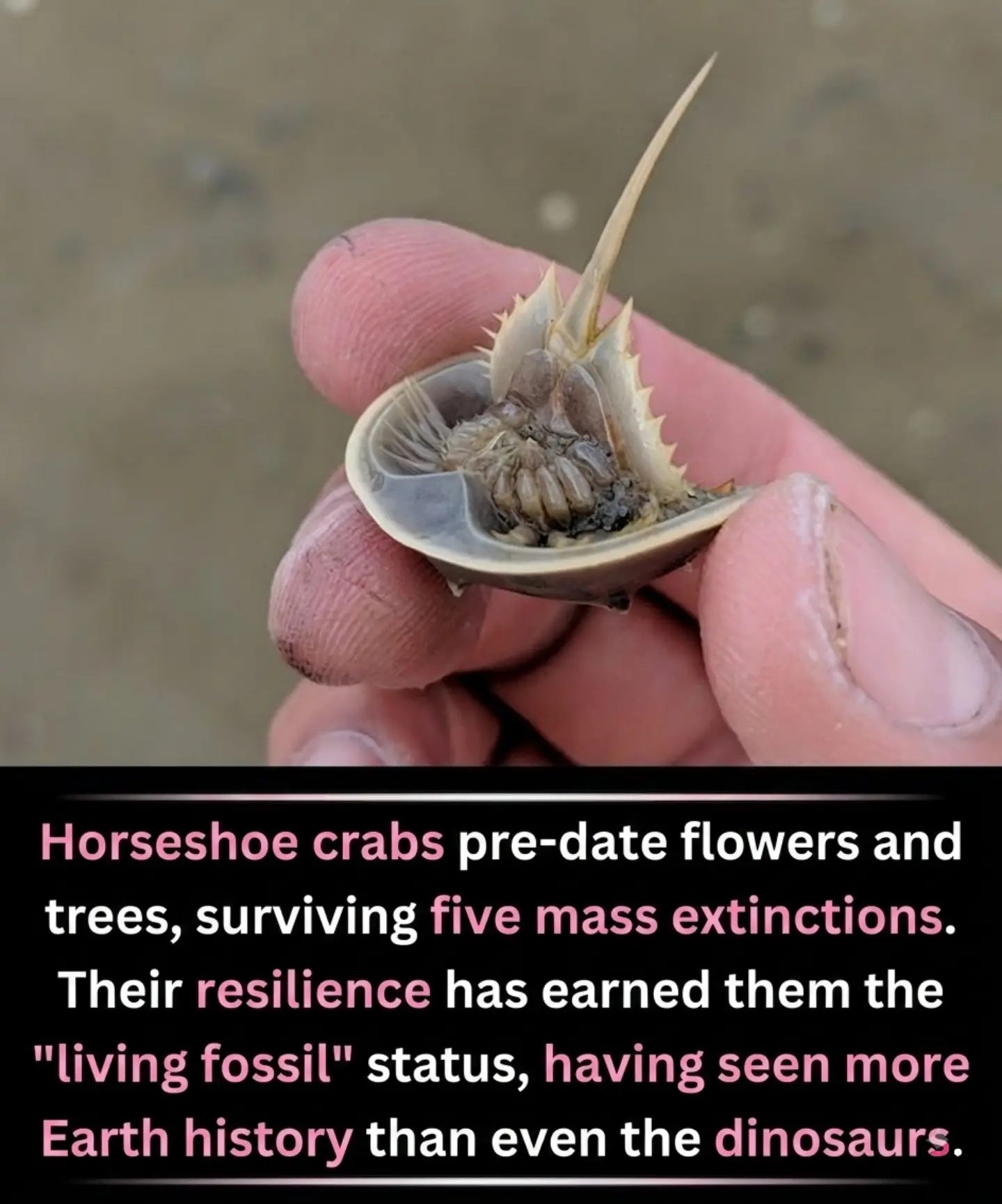 Horseshoe Crabs: Ancient Survivors of Five Mass Extinctions