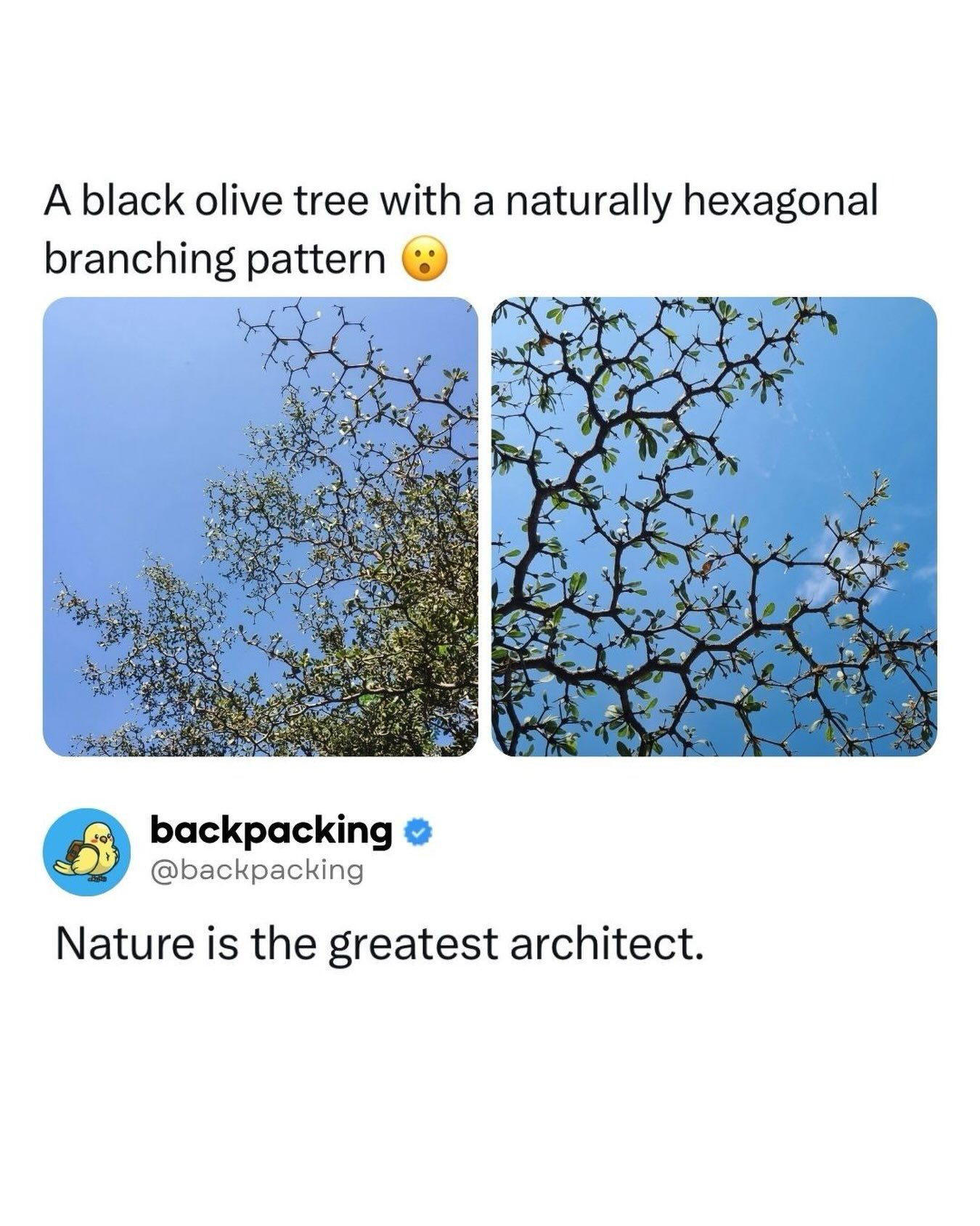 The Dwarf Black Olive's Hexagonal Branching Pattern