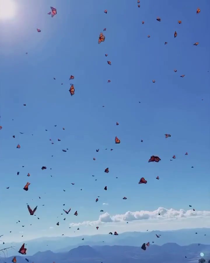Monarch Butterfly Migration Journey