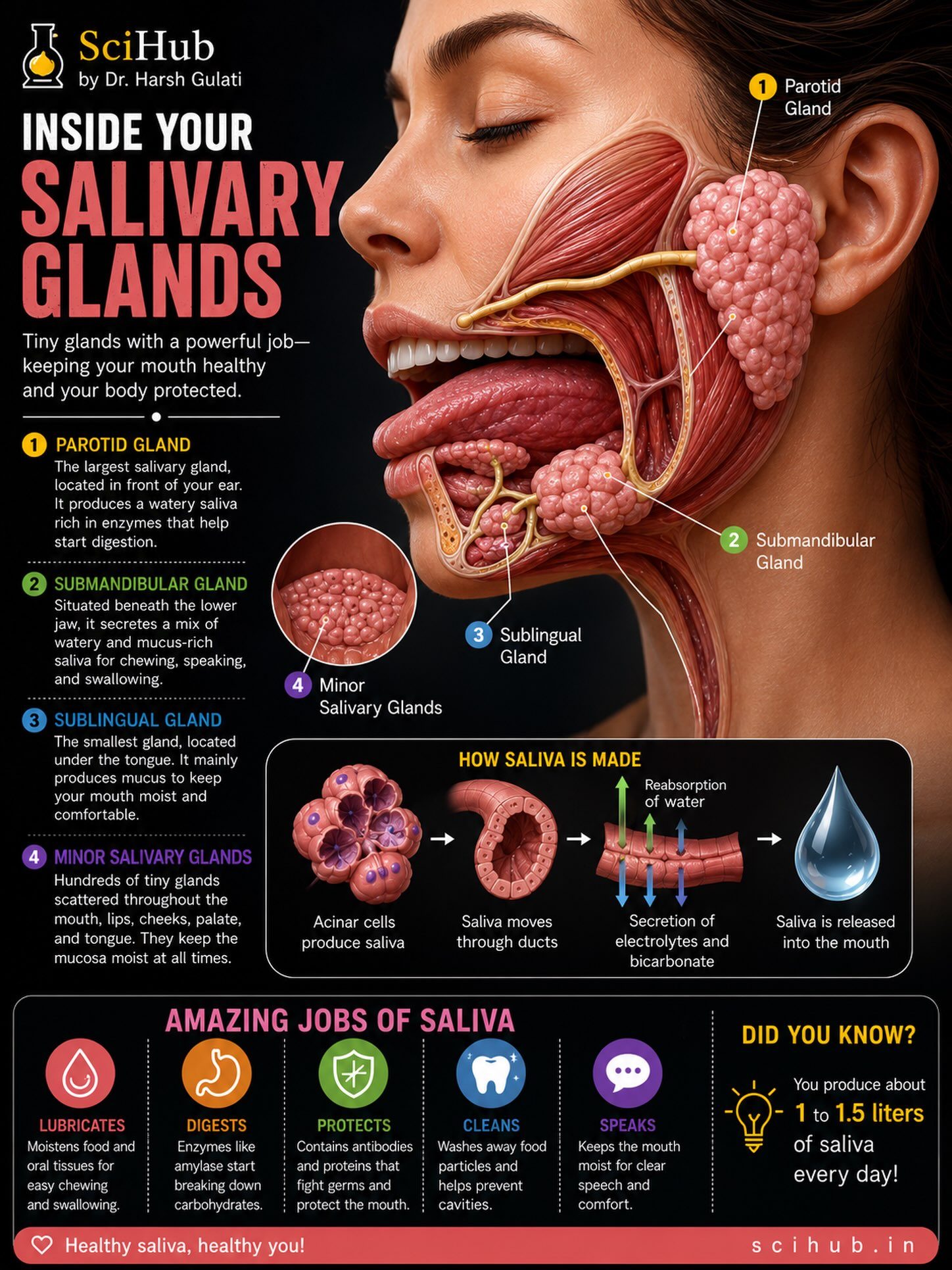 Salivary Glands: Key Roles in Oral Health and Digestion
