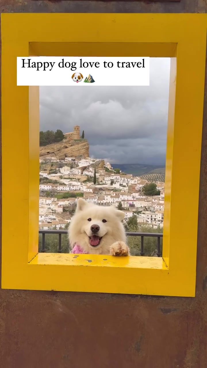 Andalusia Dog Travel: Adventure with Your Furry Friend