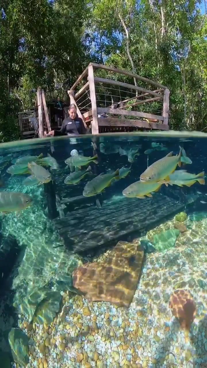 Rio da Prata's Underwater Feeding Experience