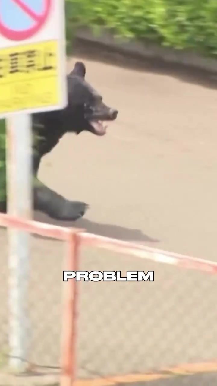### Japan's Bear Crisis: Schools Closed and Authorities on Alert