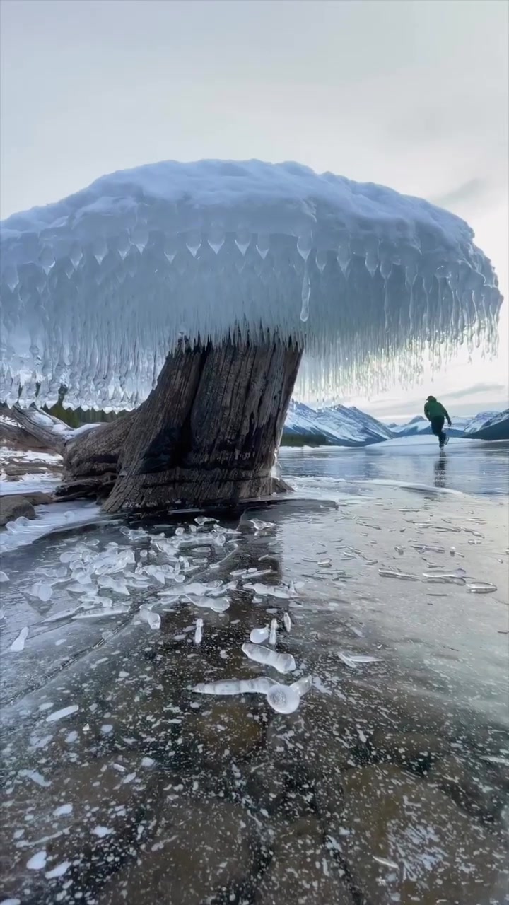 Ice Mushroom Formation on Tree Stump