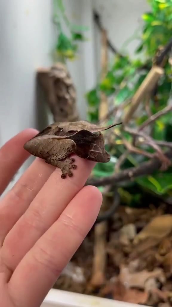 Leaf-Mimic Moth Camouflage and Natural Mimicry