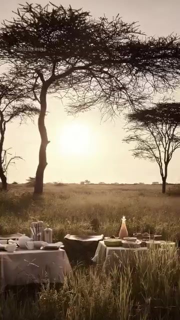 Exclusive Safari Moments: Elephants and Zebras in African Sunsets