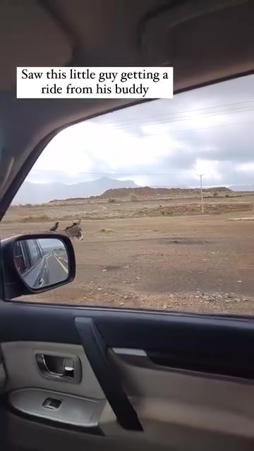 Donkey and Crow: The Unlikely Journey