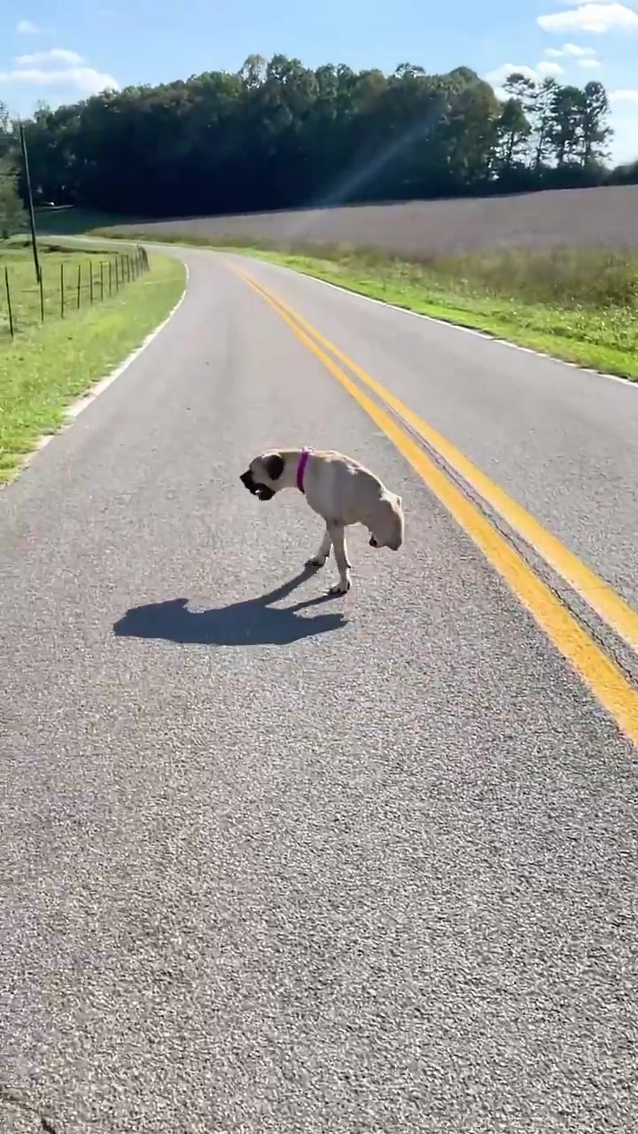 Dog Running on Road: Fun Moment Captured