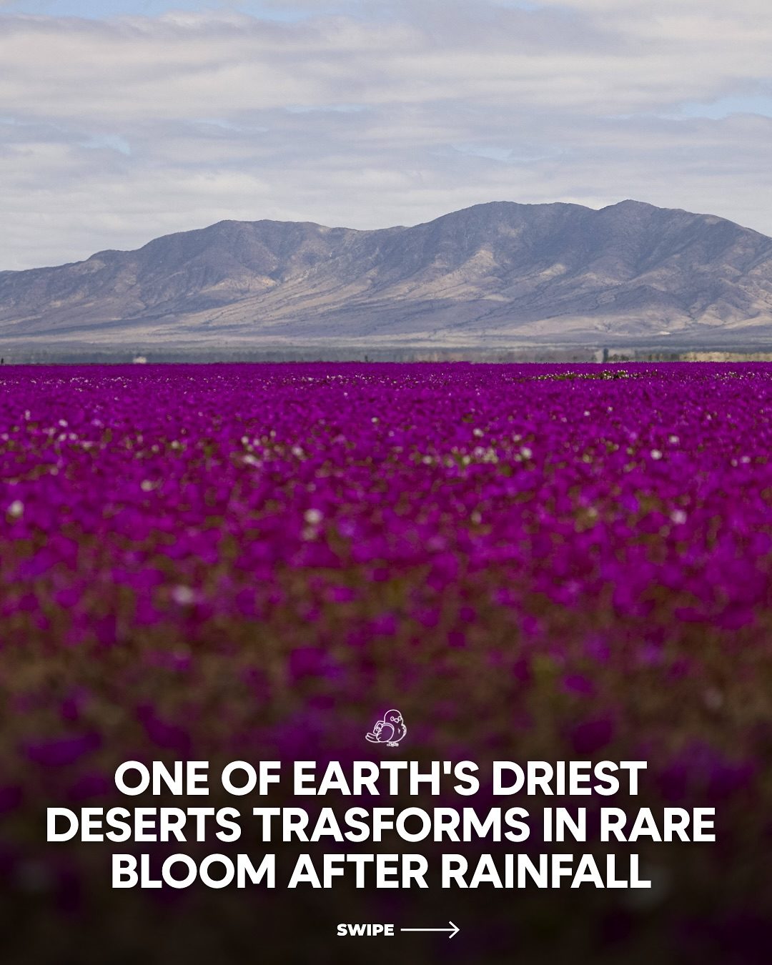Atacama Desert's Rare Bloom After Winter Rains