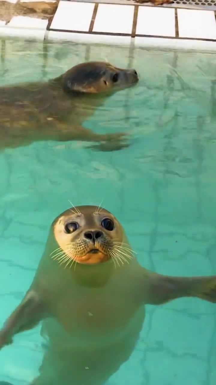Seals Playing in a Pool: Cute and Curious