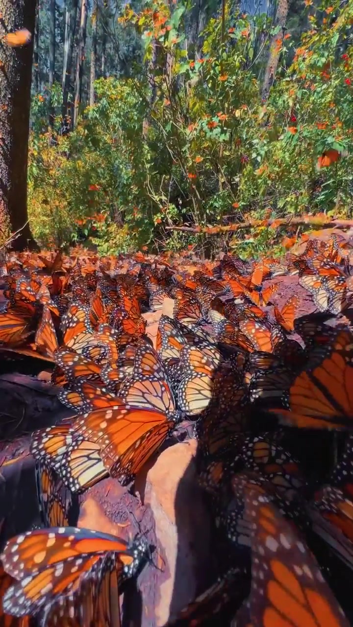 Monarch Butterfly Migration: Massive Swarm in Forest