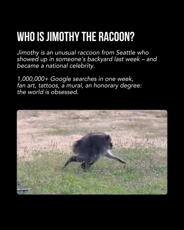Jimothy the Raccoon: Seattle's Backyard Sensation
