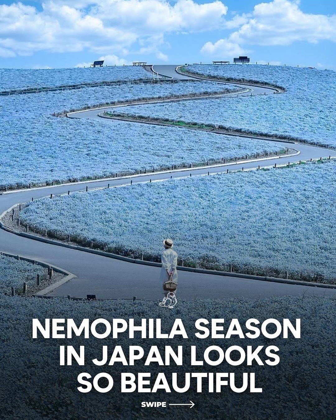 Exploring Japan's Mesmerizing Nemophilia Season