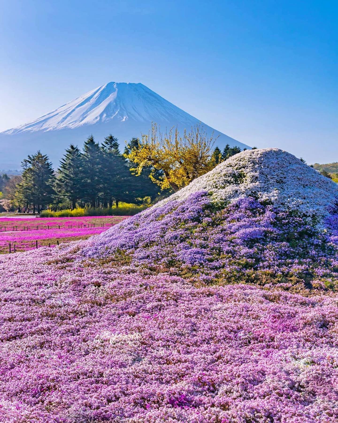 Mount Fuji and Vibrant Floral Landscape