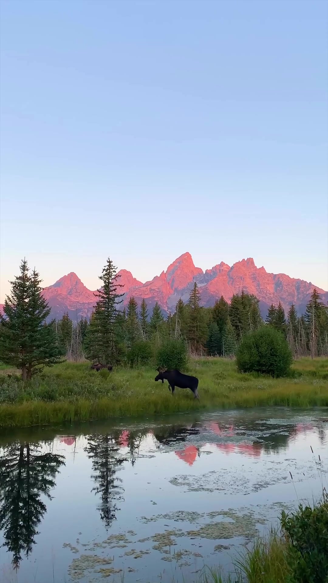 Moose Grazing in Mountain Landscape at Sunrise