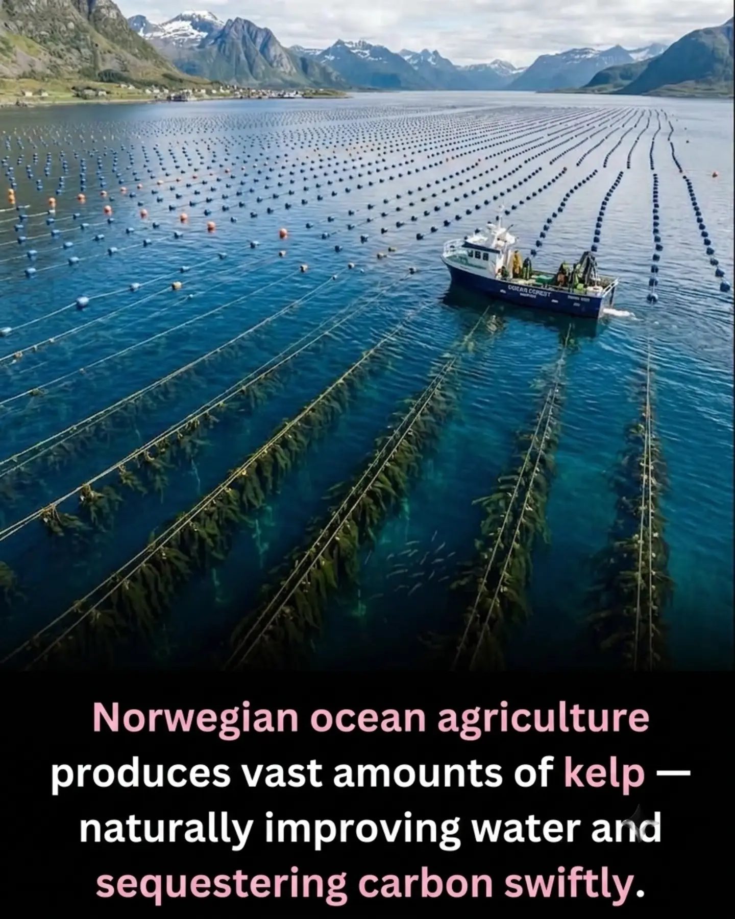 Nurturing the Planet: The Rise of Sustainable Norwegian Kelp Farms