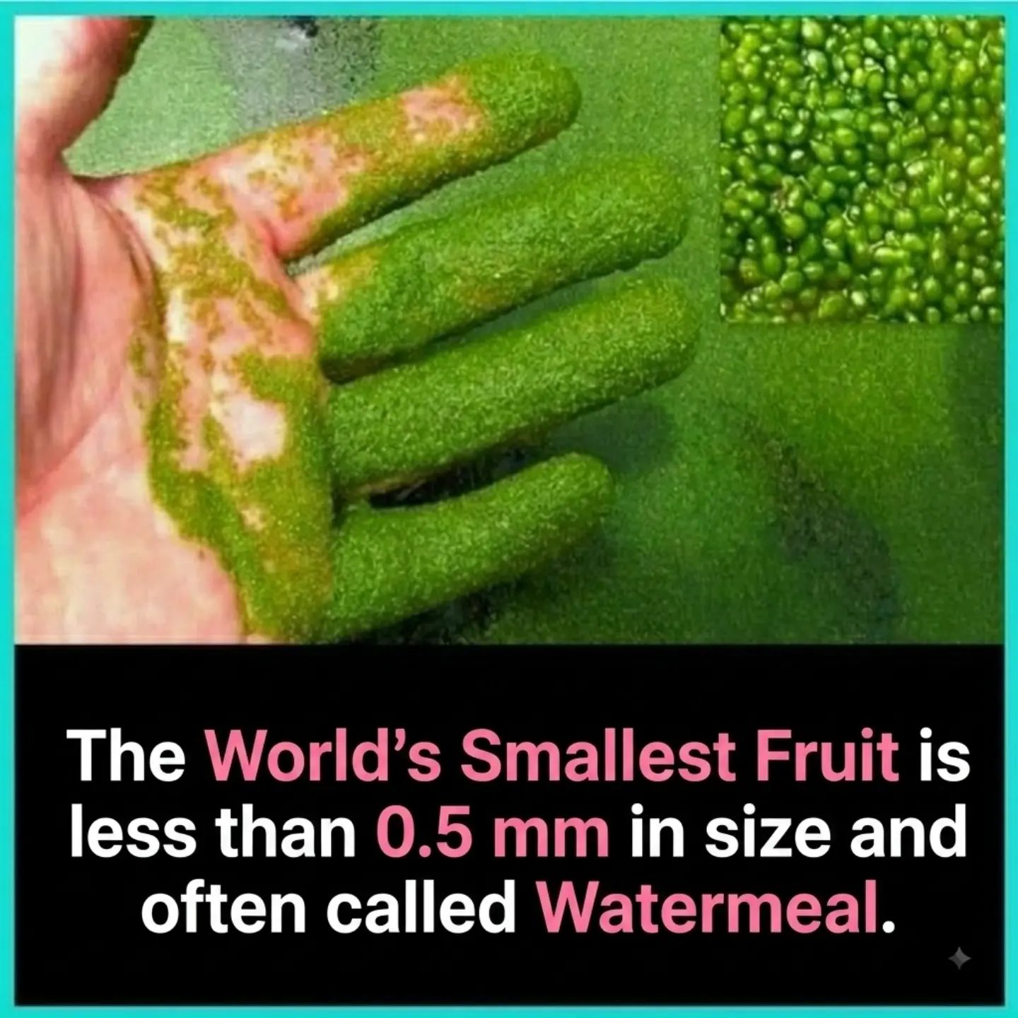 Discover the World's Smallest Fruit: Asian Watermeal