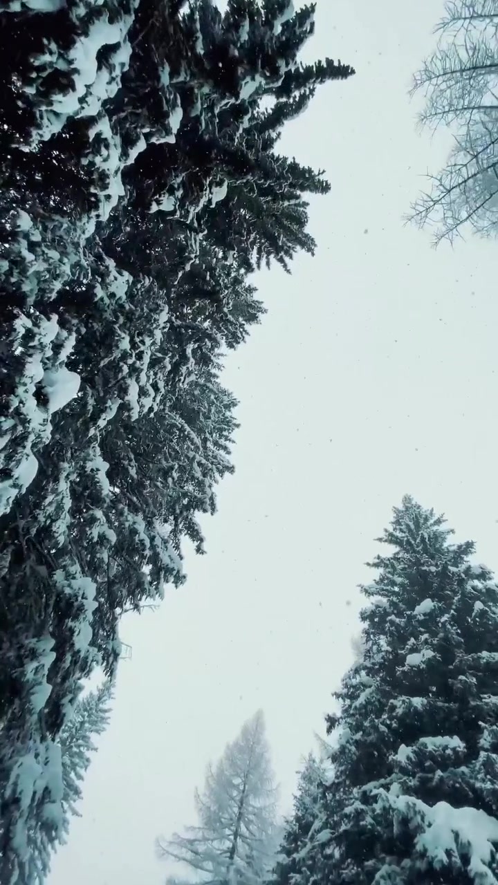 Horse-Drawn Sleigh Ride Through Snowy Forest