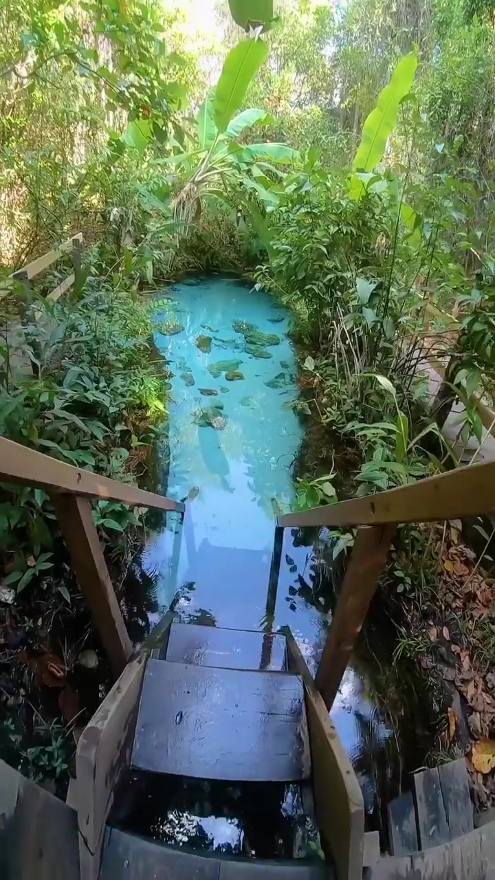Scenic Stream: Forest Waterfall Beauty