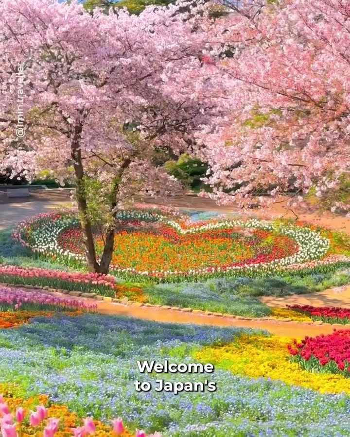 Japan Cherry Blossom Bloom Dates 2024