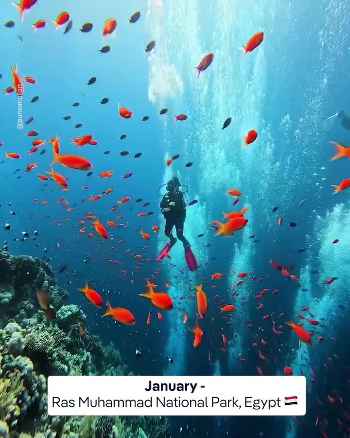 Explore Underwater Wonders: Scuba Diving in Ras Muhammad National Park