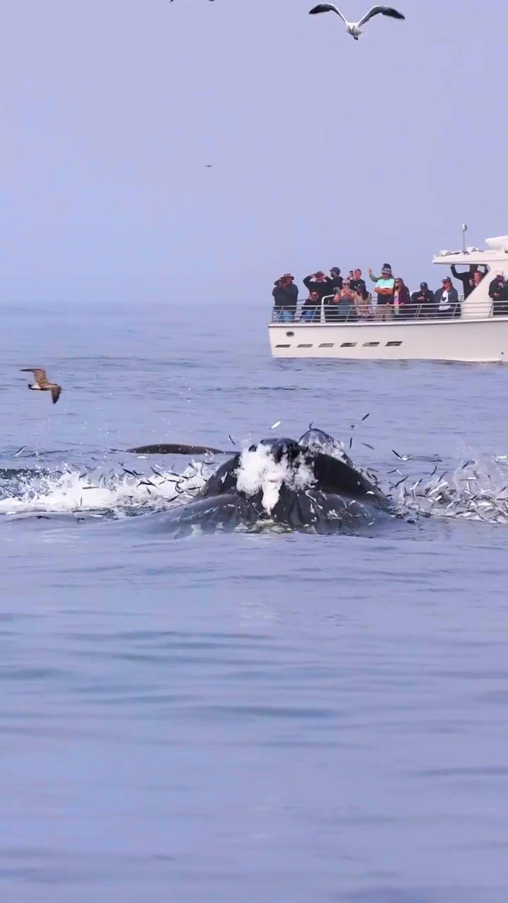 Whale Breaching Near Boat: Ocean Encounter