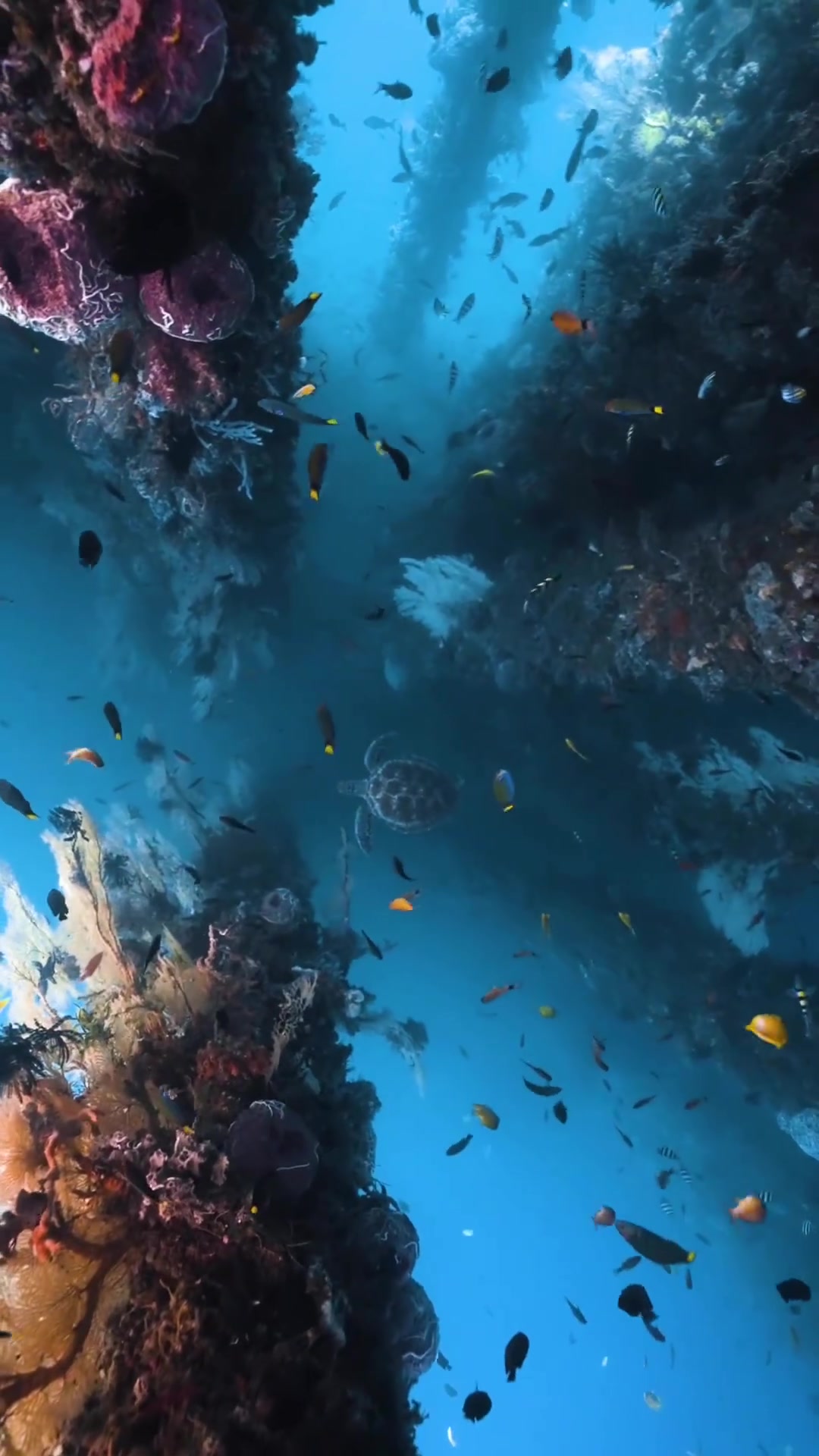 Dumaguete's Coral Reef: Diving With Sea Turtles