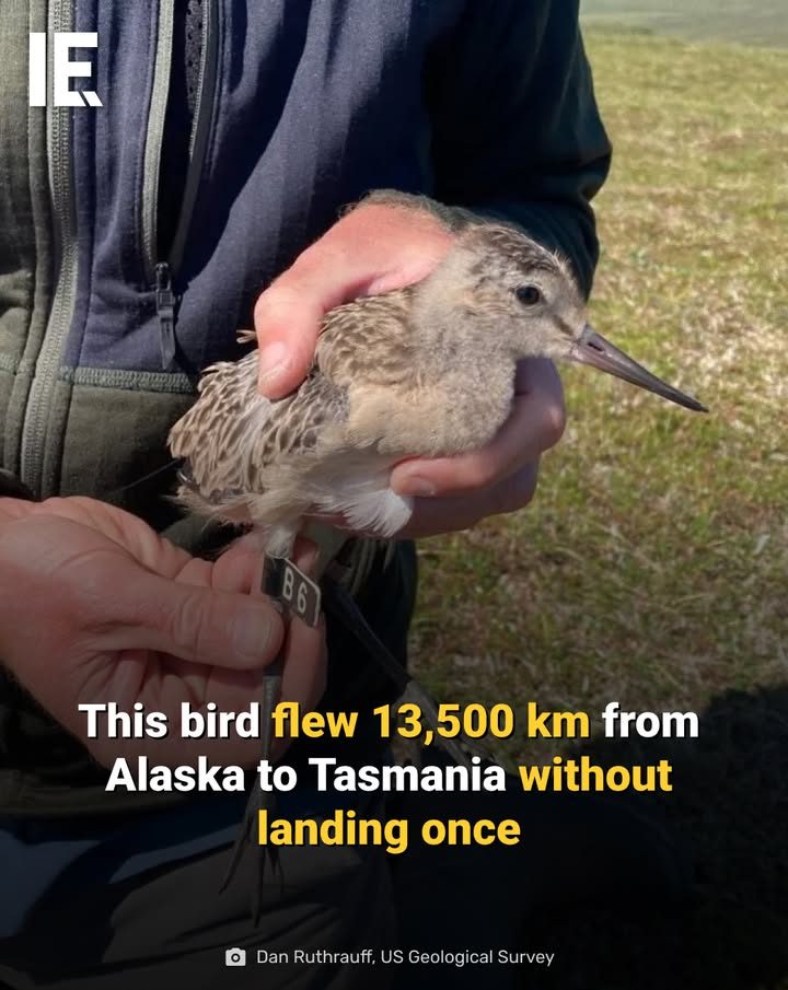 The Incredible 13,500km Nonstop Flight of the Bar-Tailed Godwit