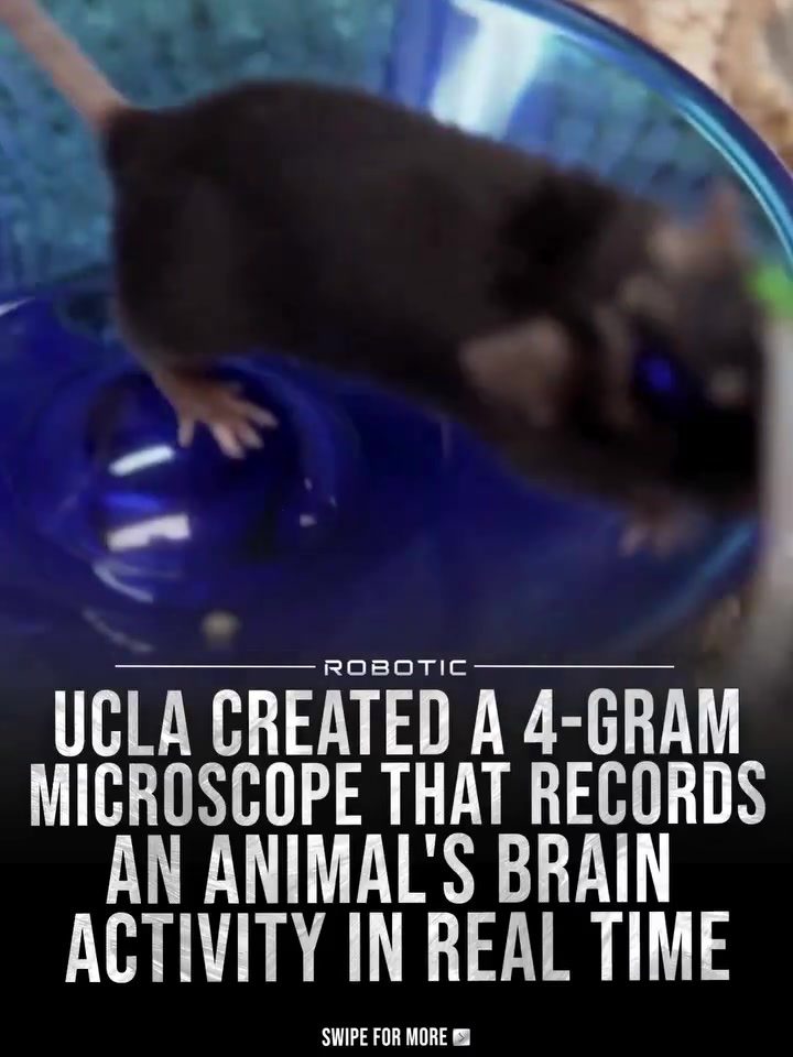 UCLA's Robotic Microscope Unveils Real-Time Brain Activity